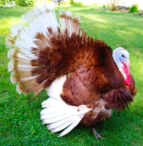 Eastern, Red Bourbon, Blue slate turkeys live and butchered (Dressed)