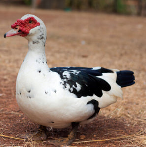 Muscovy Drakes live