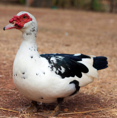 Muscovy Hen Butchered (dressed)