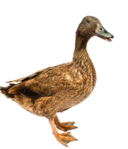 Khaki duck live