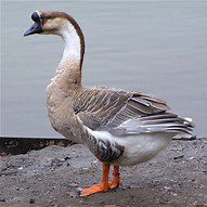 Brown China geese butchered (dressed)