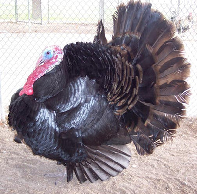 Black Spanish turkey butchered (dressed)