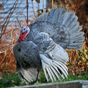 Eastern, Red Bourbon, Blue slate turkeys live and butchered (Dressed)