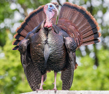 Broad Breasted Bronze or White turkey