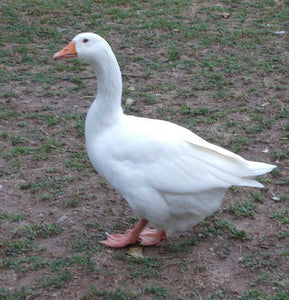 White Emden Geese