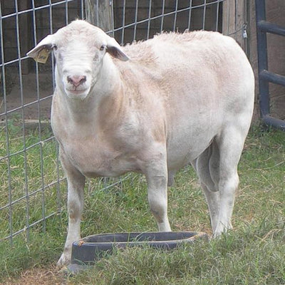 Katahdin Dorper cross lamb