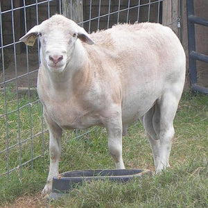 Katahdin Dorper cross lamb butched (dressed)